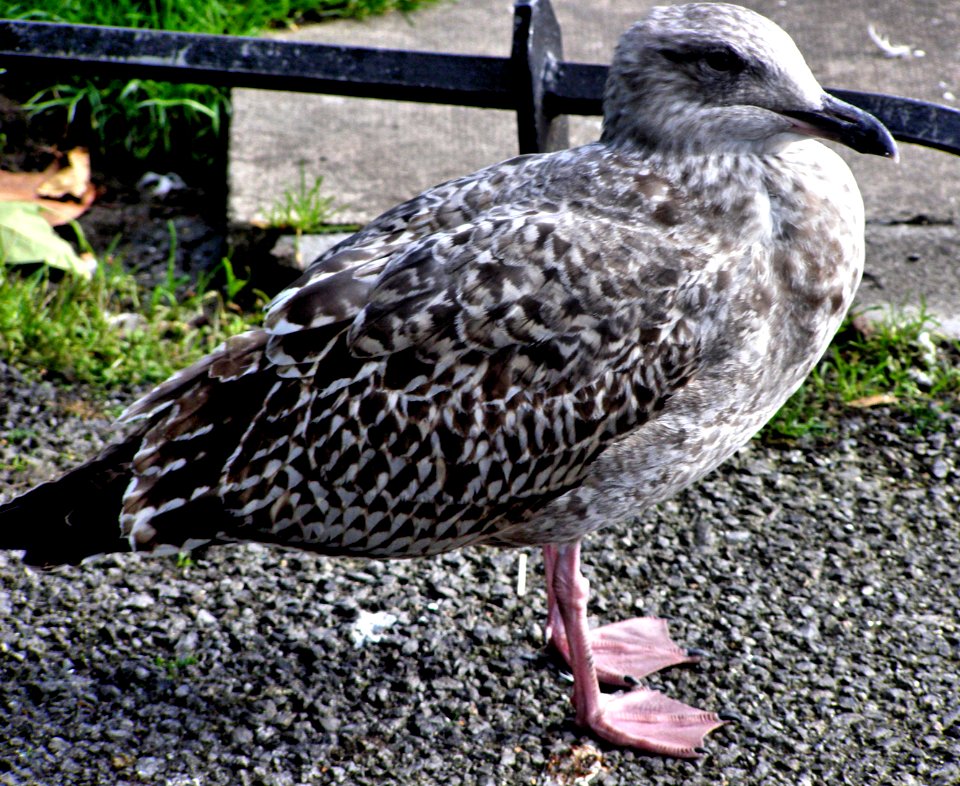 European herring gull
