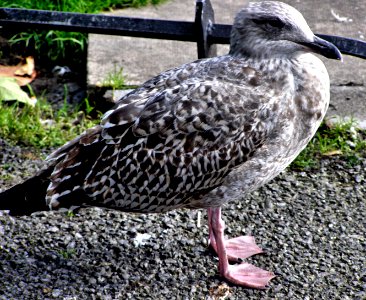 European herring gull