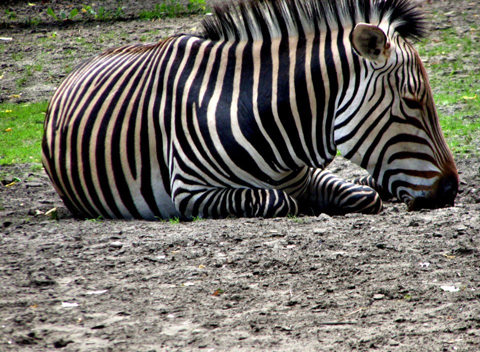 Zebra