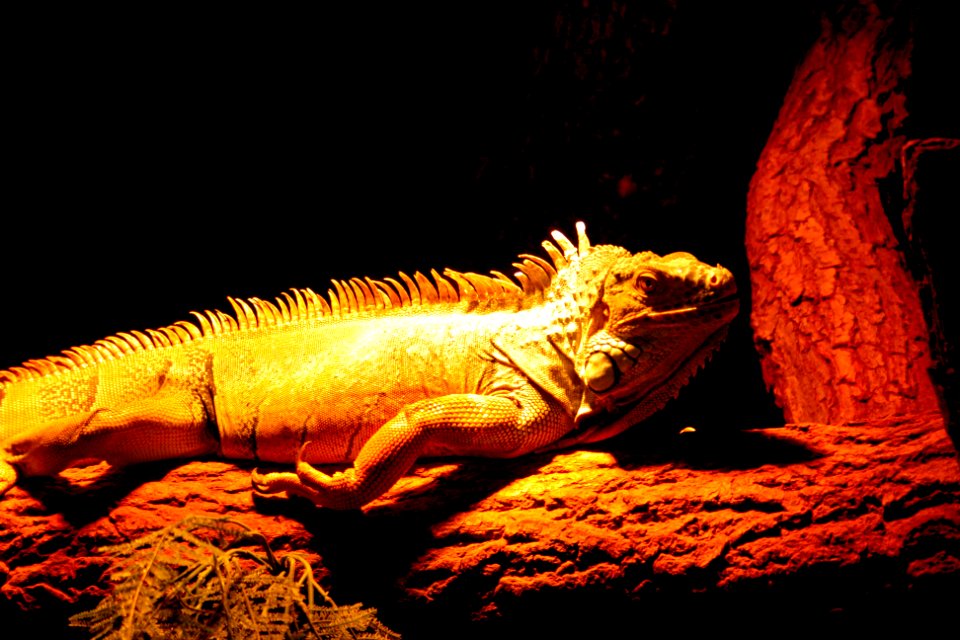 Green iguana
