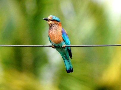 indian roller - Coracias benghalensis