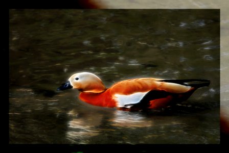 duck on glow water photo