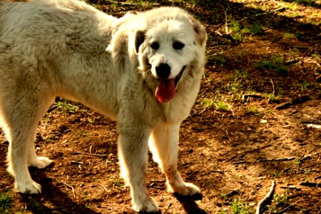Polish shepherd dog