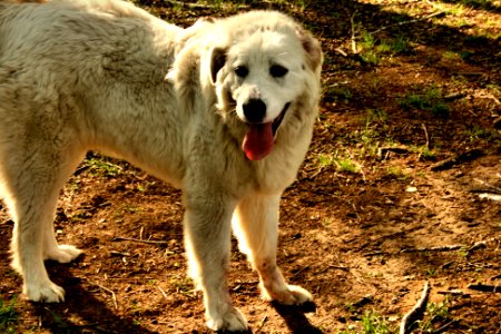 Polish shepherd dog photo