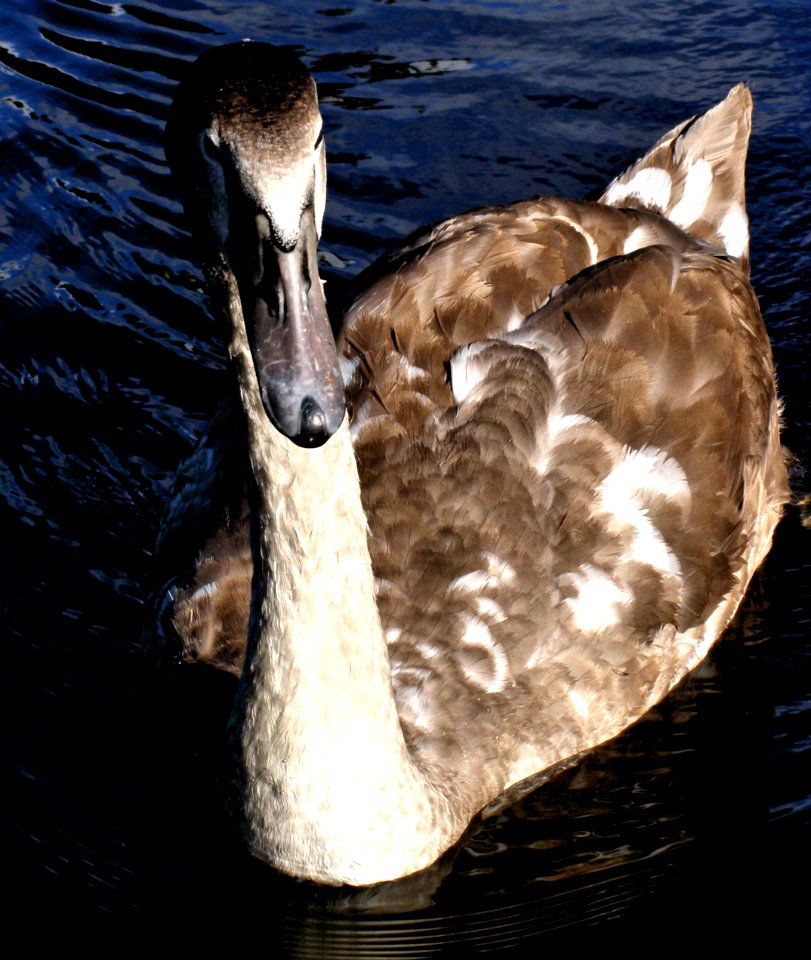 Swan