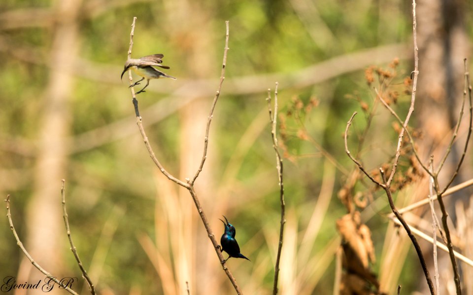 purple sunbird male and female - Cinnyris asiaticus