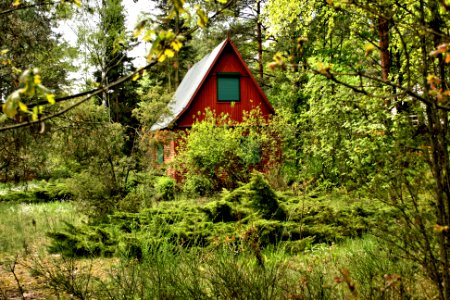 Forest hut photo