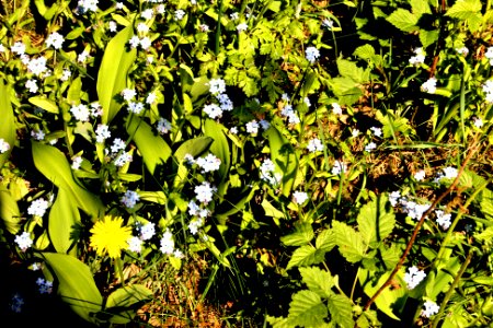 Forget me not