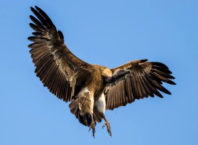 indian vulture - gypus indicus photo