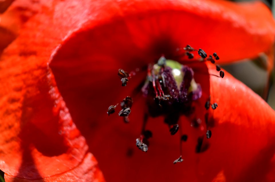 Superbe et rare  en ce mois d' octobre