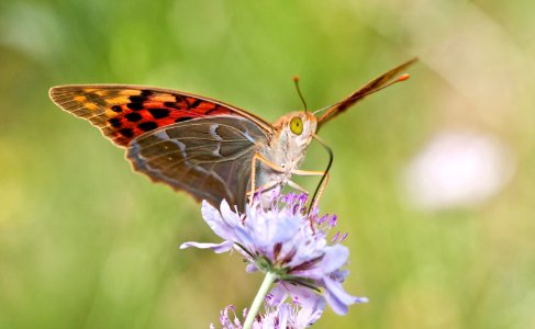 Papillon photo