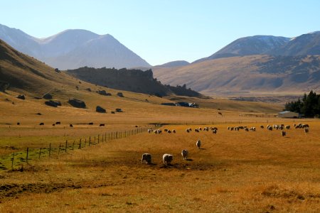 Sheep in the mountains photo