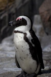Lone Penguin, Sunshine Aquarium
