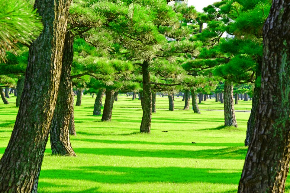 Imperial Gardens Tokyo