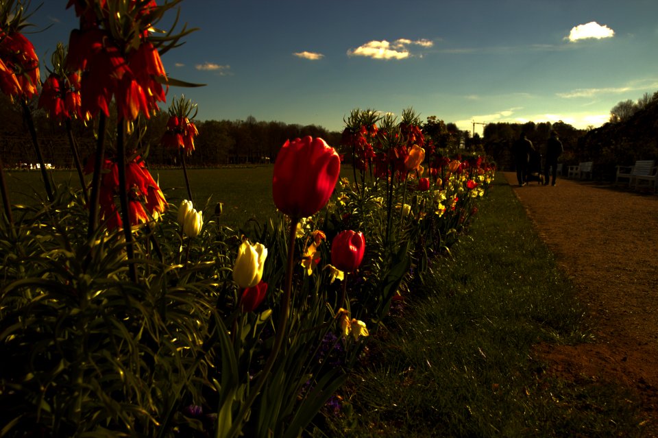 Row of Flowers in the Gardens at Schloss Schwerin