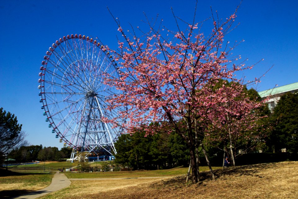 Early-Blooming Sakura and Ferris Wheel, Kasai Seaside Park photo