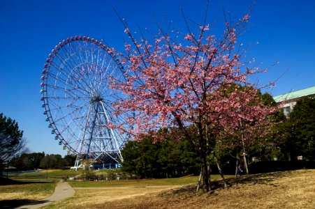Early-Blooming Sakura and Ferris Wheel, Kasai Seaside Park