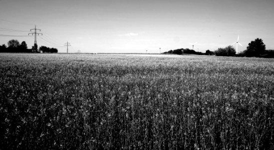 DSCF5948 Rapsfeld