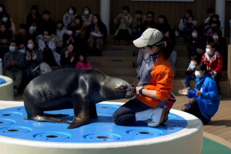 Seal and Trainer, Sunshine Aquarium