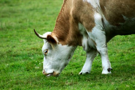 Sardonic-looking Bull, Museumsdorf Düppel, Zehlendorf