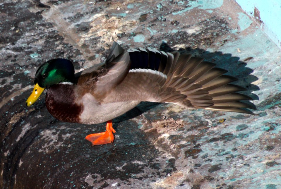 Duck Spreading its Wing, Hallesches Tor