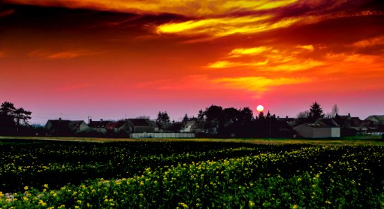 coucher de soleil sur un champ de colza photo