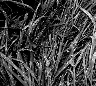 DSCF5976 nasses Gras