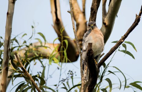 shikra - Accipiter badius