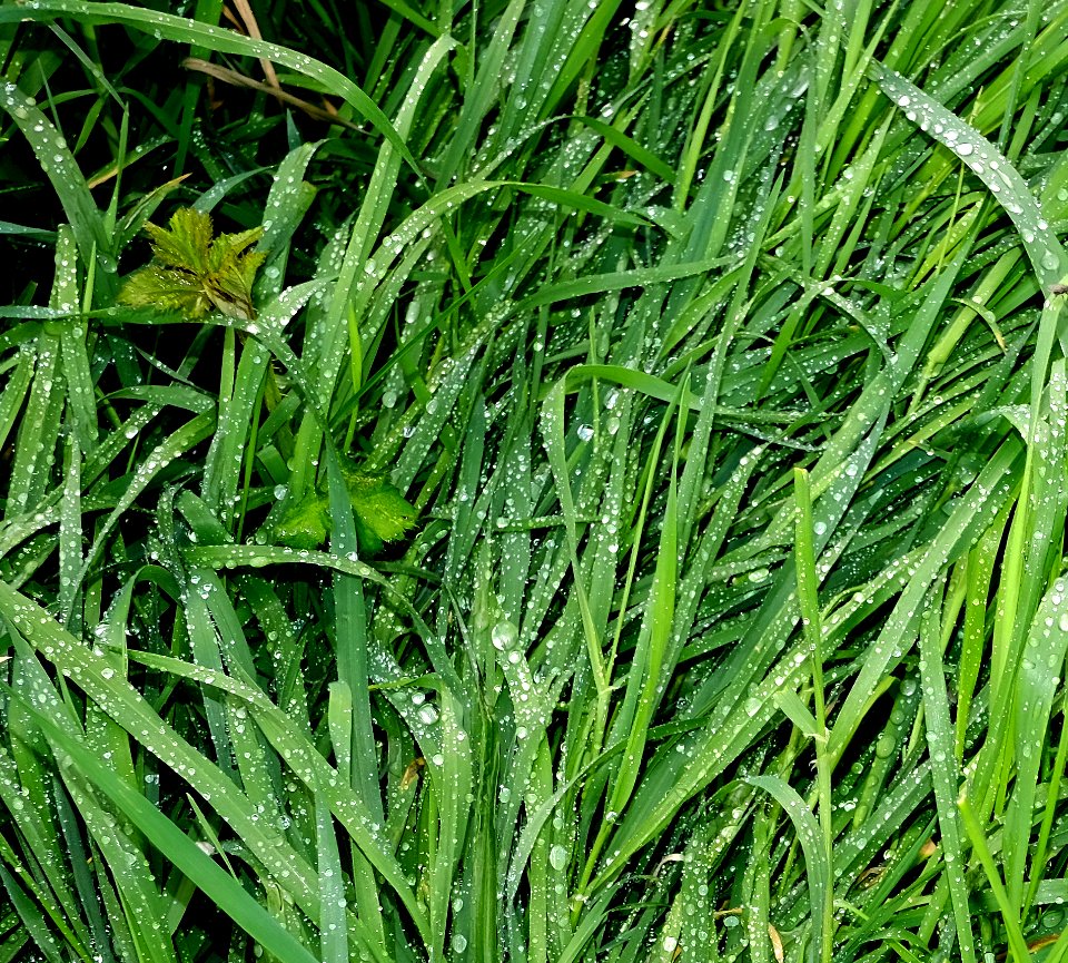 DSCF5976 nasses Gras
