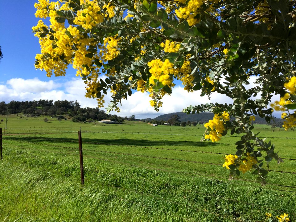 wattle  on the farm