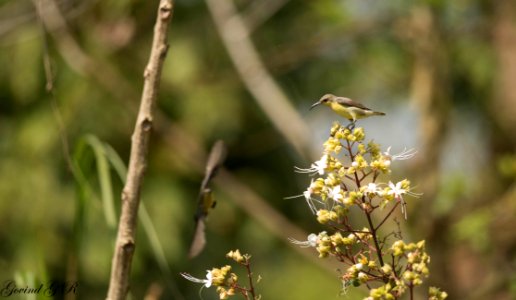 purple sunbird female - perch