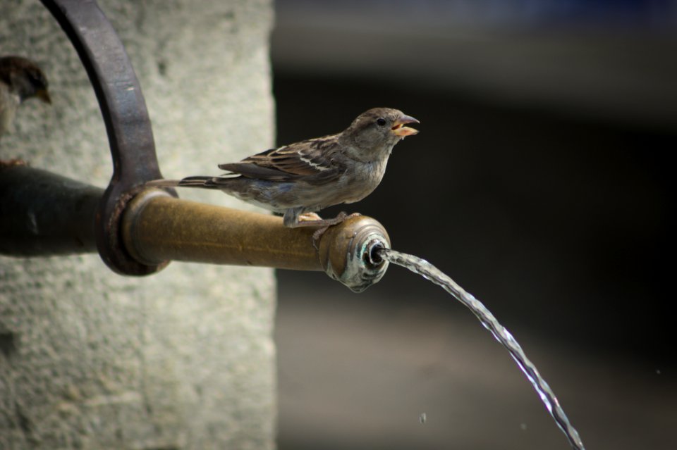 Bird Perched on Water Spout near Rhine Falls, Switzerland