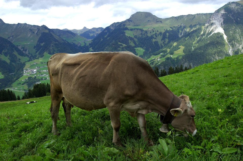 Cow and Mountains, somewhere above Sonntag, Austria