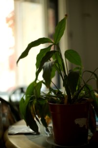 Leafy Plant in Sunlight, Wilmersdorf