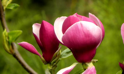 Magnolia