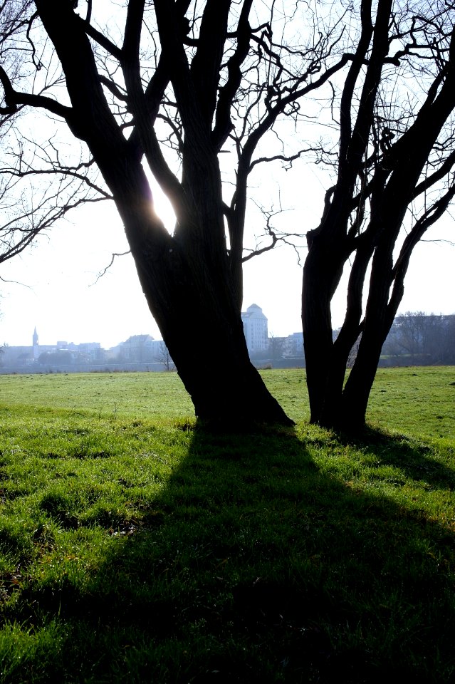 Treelights