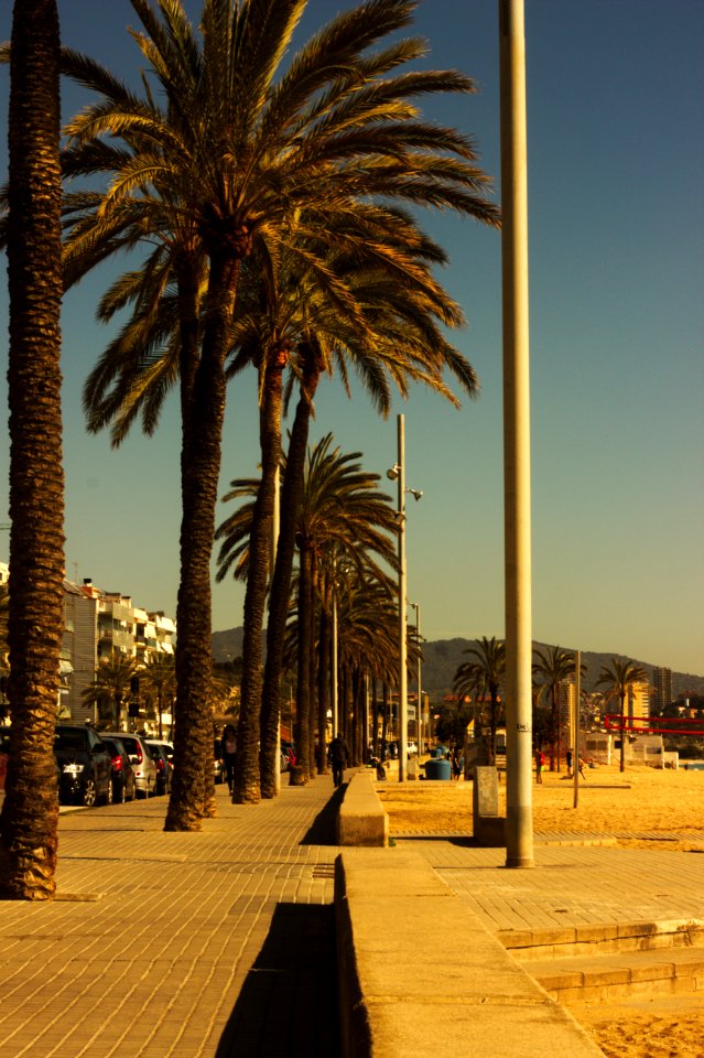 Palm Trees on Street, Badalona
