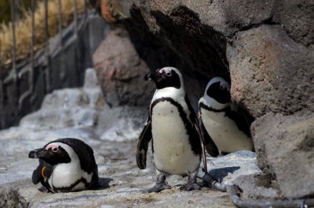 Penguins on Rocks, Sunshine Aquarium photo