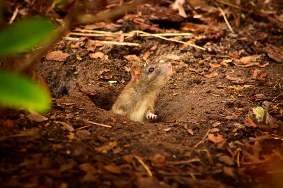 Rat Sniffing the Air, Volkspark Wilmersdorf