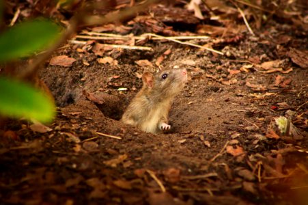 Rat Sniffing the Air, Volkspark Wilmersdorf