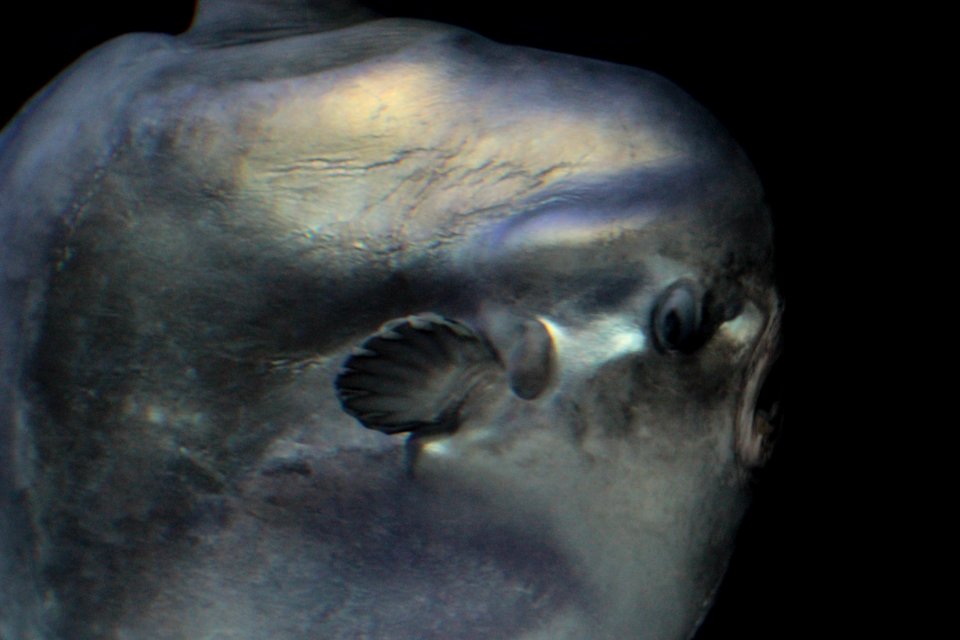Scary-looking Fish Distorted by Glass in Sunshine Aquarium