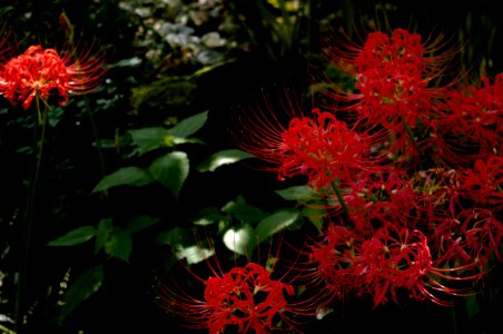 Red spider lily