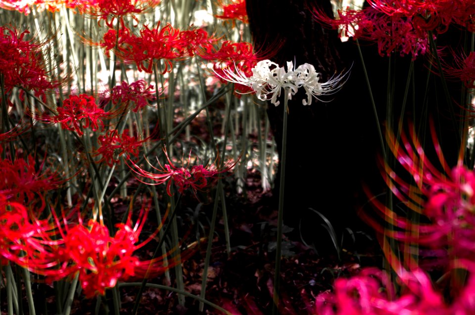 Red spider lily