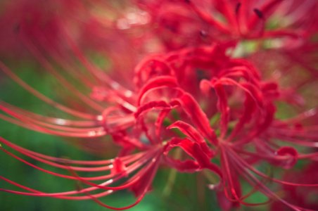 Red spider lily photo