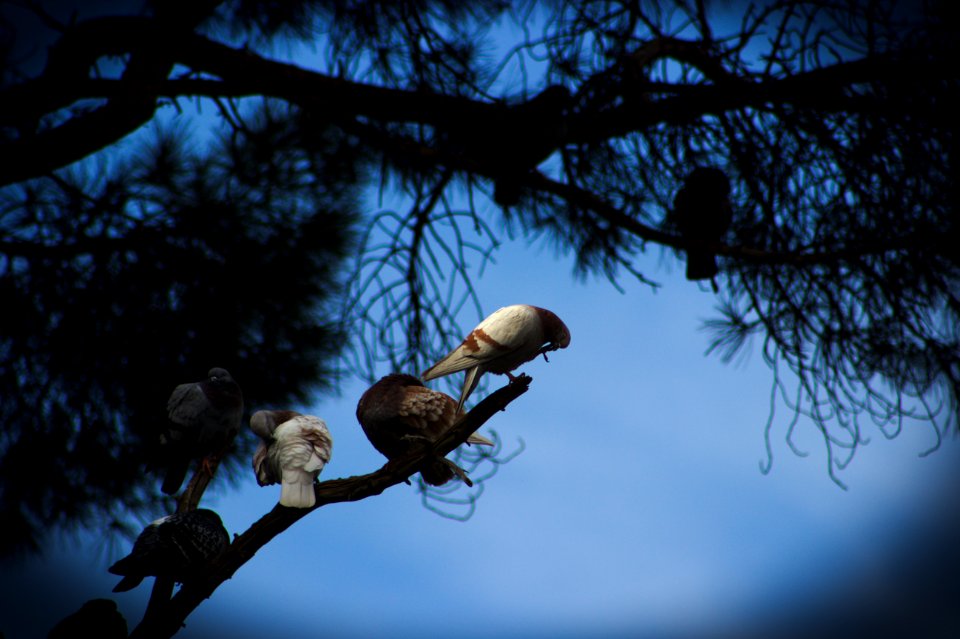 Birds on Tree Branch, Plaça de les Cascades