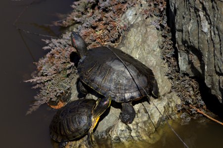 Turtles on Rock in Pond, Kasai Seaside Park photo