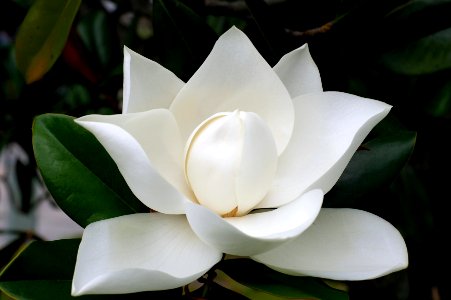 Magnolia flower