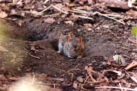 Two Rats Peeking out of Their Hole, Volkspark Wilmersdorf photo