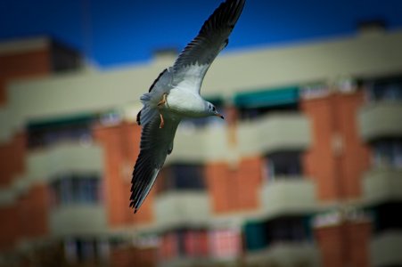Bird in Flight over Cascada Monumental, Barcelona