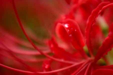 Red spider lily photo